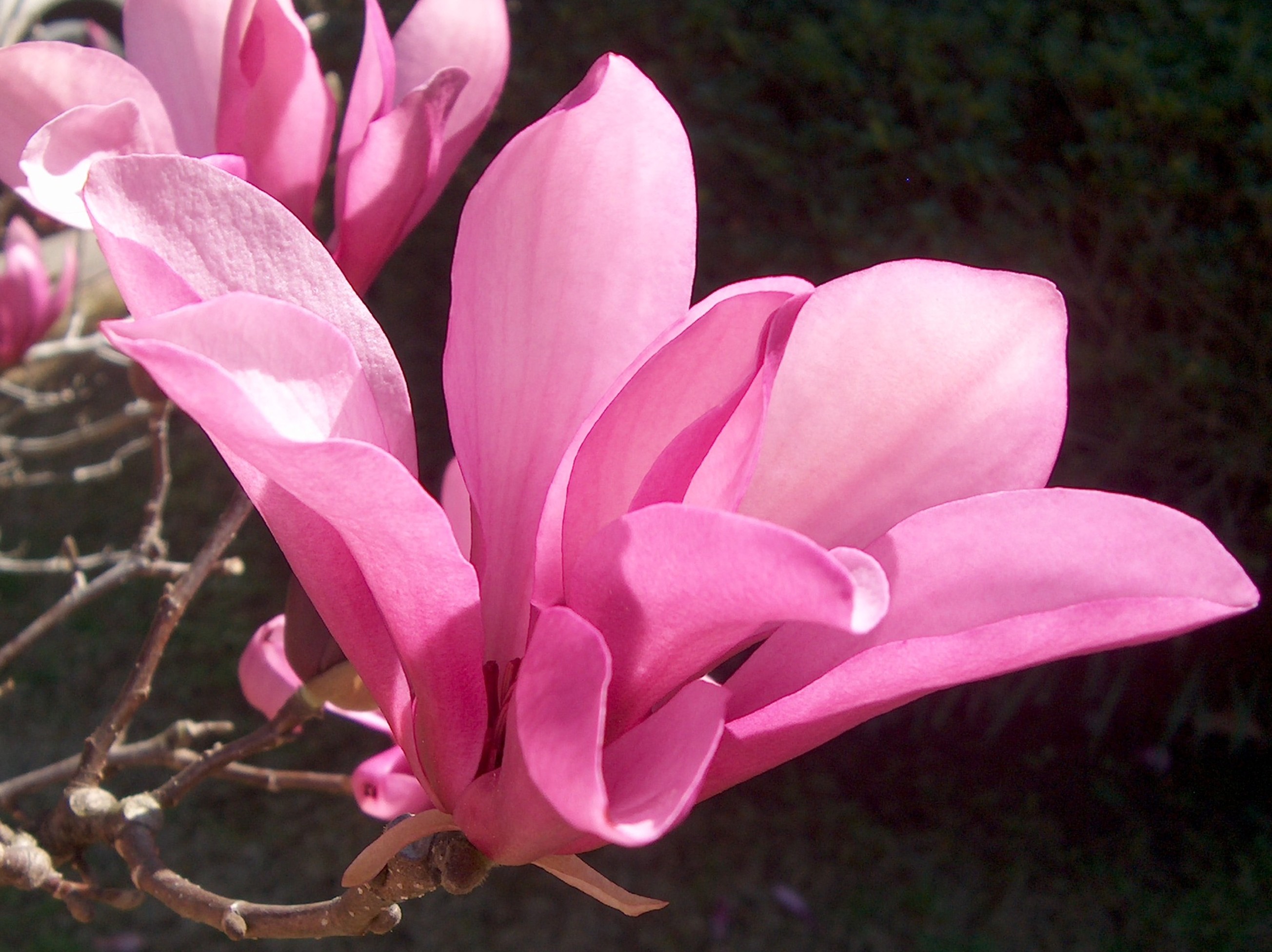 Online Plant Guide Magnolia liliiflora / Lily Magnolia